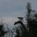 mini-IMG_1301